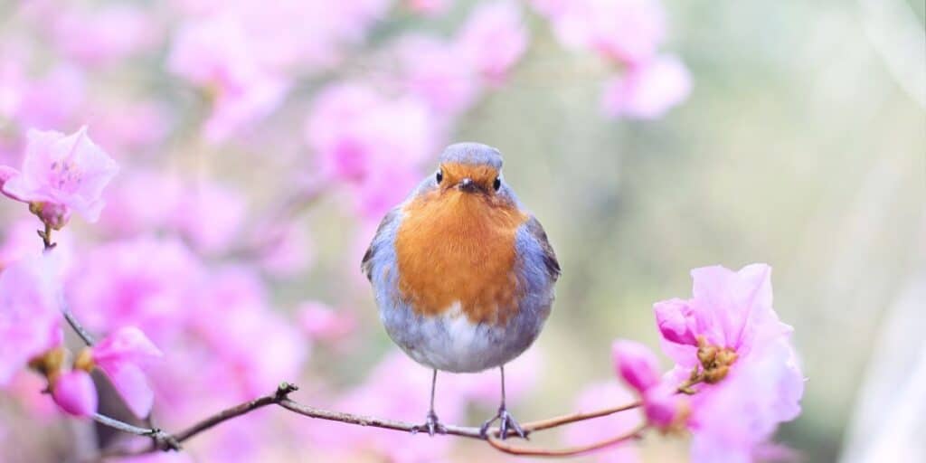 robin red breast