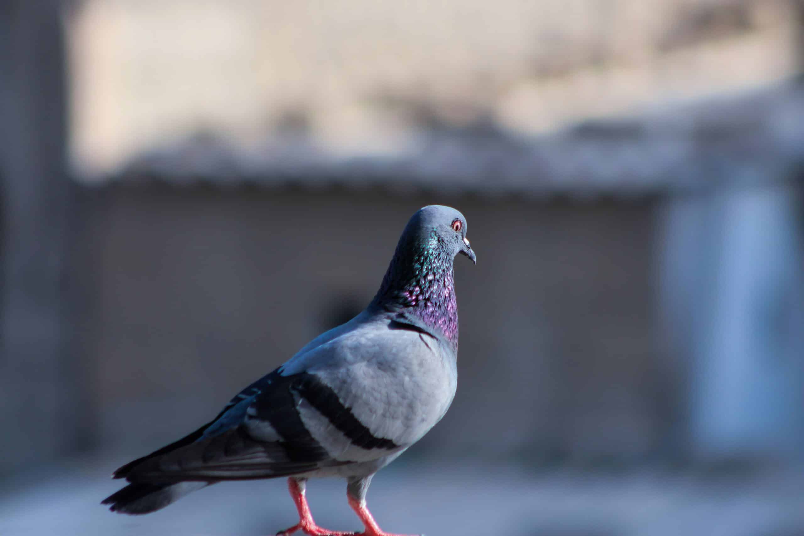 conoscere l'allevamento dei piccioni e suggerimenti sulla cura, comprese informazioni sulle razze di piccioni, strategie di allevamento e salute e alimentazione dei piccioni.