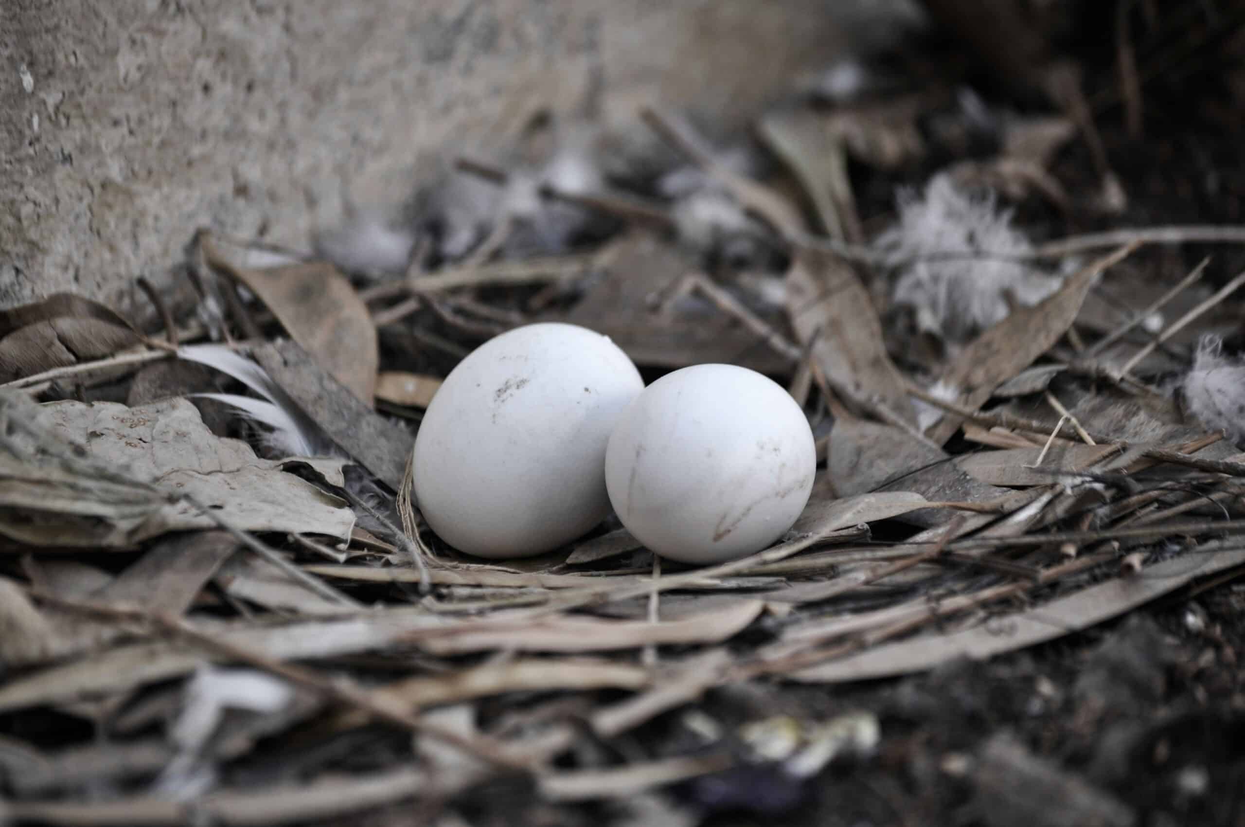 découvrez les techniques d'élevage et de soins des pigeons pour élever des pigeons en bonne santé et heureux.