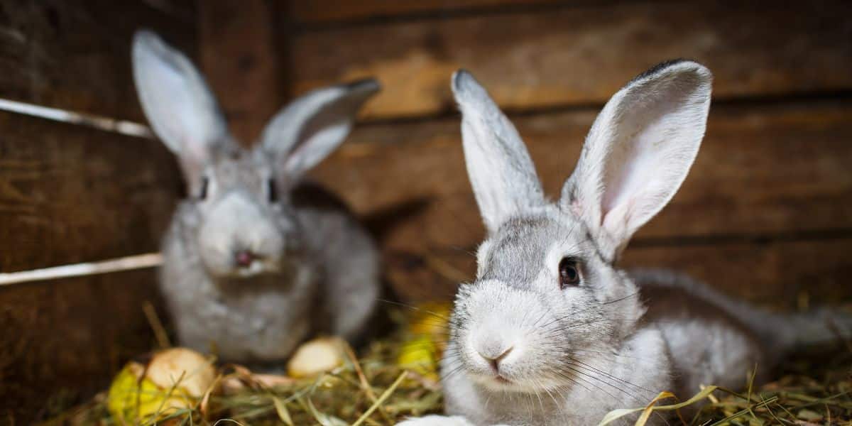 Lapins dans un clapier