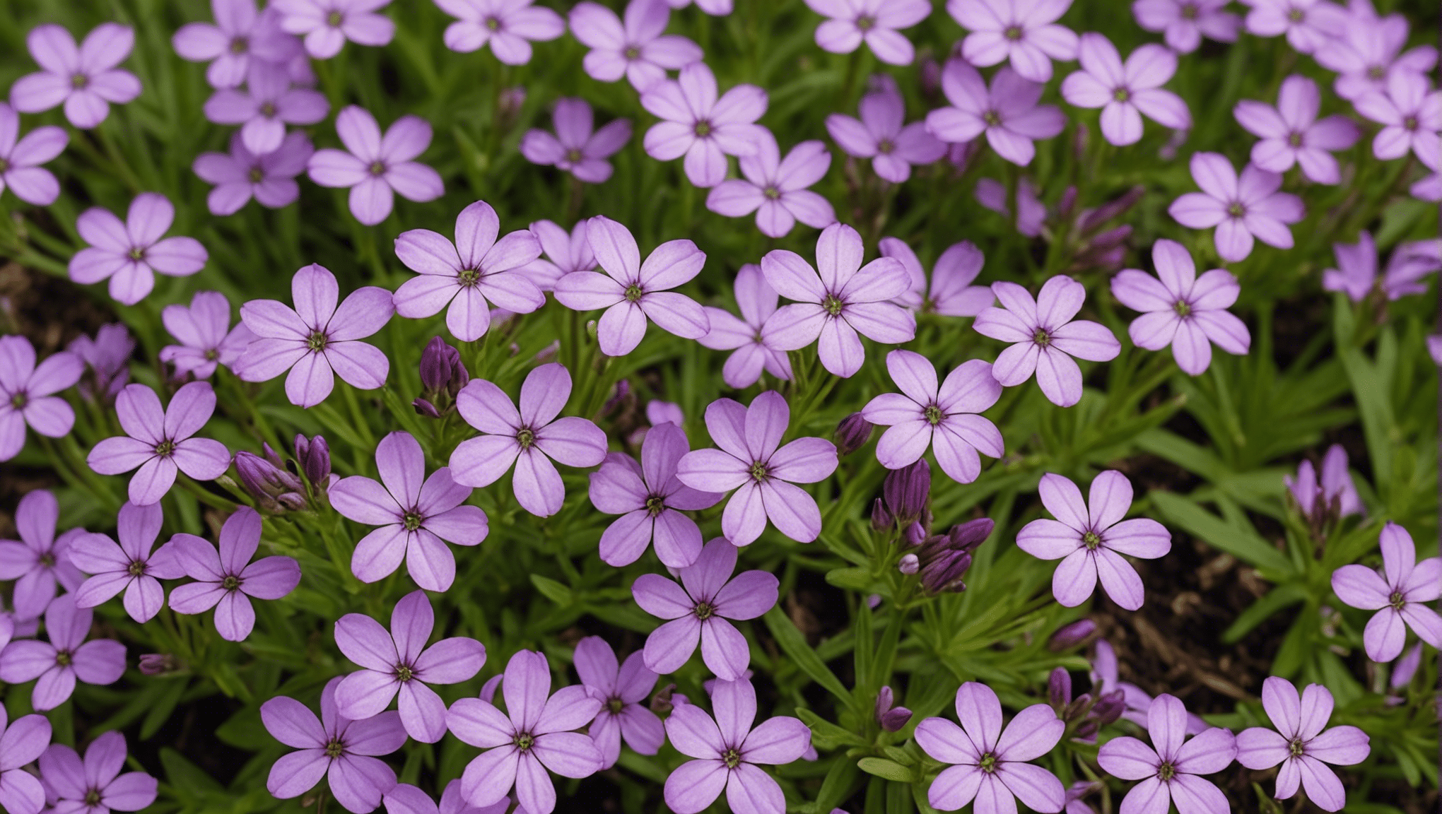 discover what creeping phlox seeds are and learn how to grow them with our comprehensive guide.